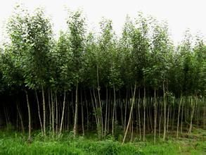 三毛楊6號 三毛楊6號