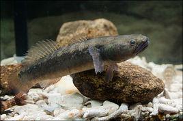 中華烏塘鱧 中華烏塘鱧