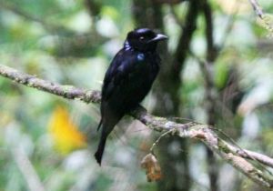 蘇門答臘卷尾 蘇門答臘卷尾