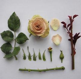 鑽石[薔薇屬雜交品種]