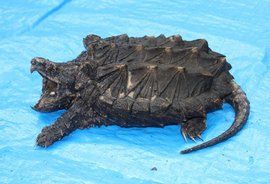 真鱷龜 真鱷龜