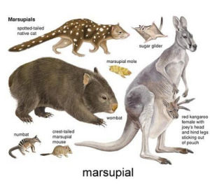 有袋動物 有袋動物