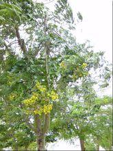 鐵刀木生長環境