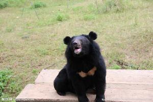 黑熊 黑熊