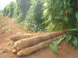 金田淮山 金田淮山