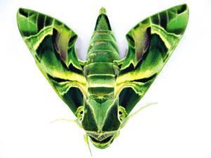 茜草白腰天蛾 茜草白腰天蛾