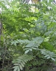 枝江楓楊 枝江楓楊