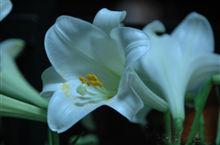 百合[百合科百合屬植物]