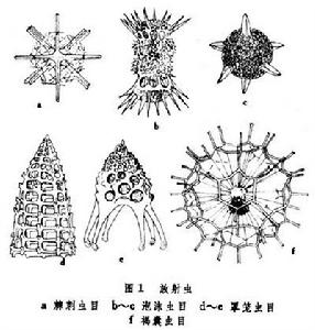 原生動物門(化石) 原生動物門(化石)