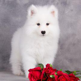 null[哺乳綱動物]