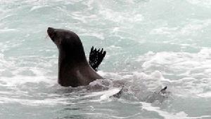 德班野性海岸 德班野性海岸