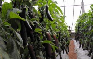 司馬莊蔬菜觀光園 司馬莊蔬菜觀光園