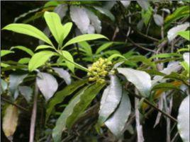 大葉海桐 大葉海桐