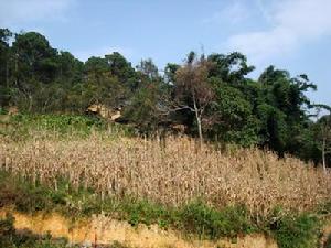 馬剛自然村 馬剛自然村