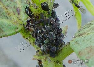 棉黑蚜