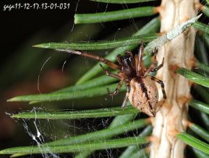 皿網蛛科 皿網蛛科