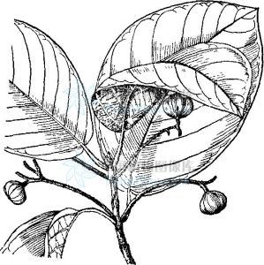 海岸桐屬 海岸桐屬