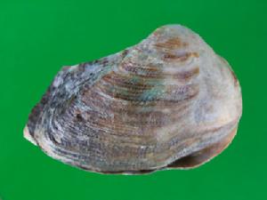 瓦楞魁蛤 瓦楞魁蛤