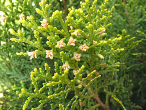 小側柏屬 小側柏屬