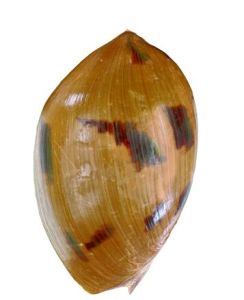 椰子渦螺 椰子渦螺