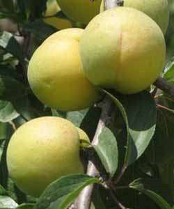 席張白水密杏 席張白水密杏