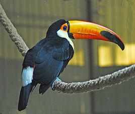 番紅巨嘴鳥 番紅巨嘴鳥