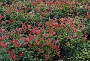 細葉紅葉蘚 細葉紅葉蘚