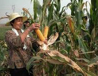 李家曲堤村 李家曲堤村