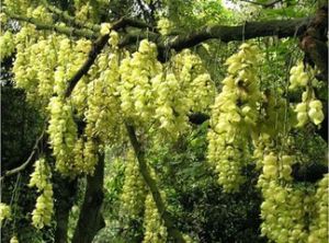 雀兒石蕊 雀兒石蕊