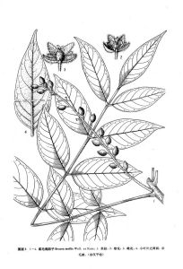 柔毛鴉膽子 柔毛鴉膽子