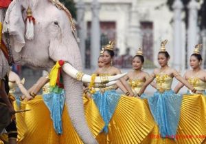 象與泰國 象與泰國