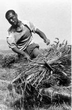 麥客是一群高原上的候鳥。