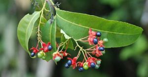 賽金蓮木 賽金蓮木