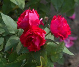 大花香水月季 大花香水月季