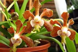 白柱萬帶蘭 白柱萬帶蘭