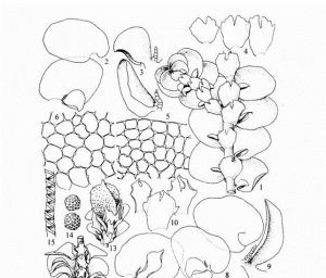 達烏里耳葉苔 達烏里耳葉苔