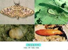 棉大卷葉螟 棉大卷葉螟