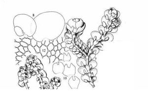 波脊耳葉苔 波脊耳葉苔
