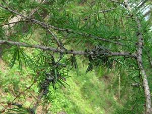 伊藤厚絲葉蜂 伊藤厚絲葉蜂