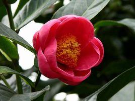 四季抱莖茶 四季抱莖茶