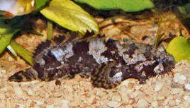 淡水蓑鮋 淡水蓑鮋