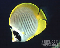 項斑蝴蝶魚 項斑蝴蝶魚