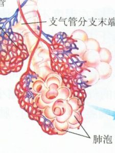 肺泡 肺泡