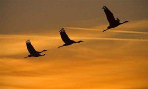 飛越[詞語，字詞]