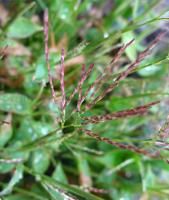 西南藎草 西南藎草