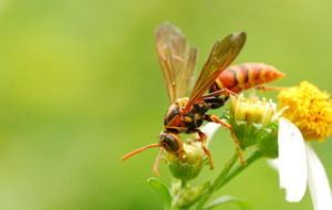 齒腿長尾小蜂 齒腿長尾小蜂