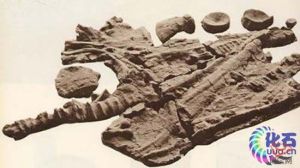 喜馬拉雅魚龍化石