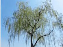 垂柳