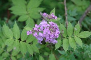 紫花碎米薺 紫花碎米薺