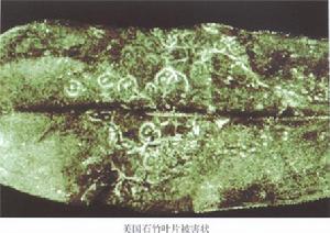 （圖）香石竹環斑病毒